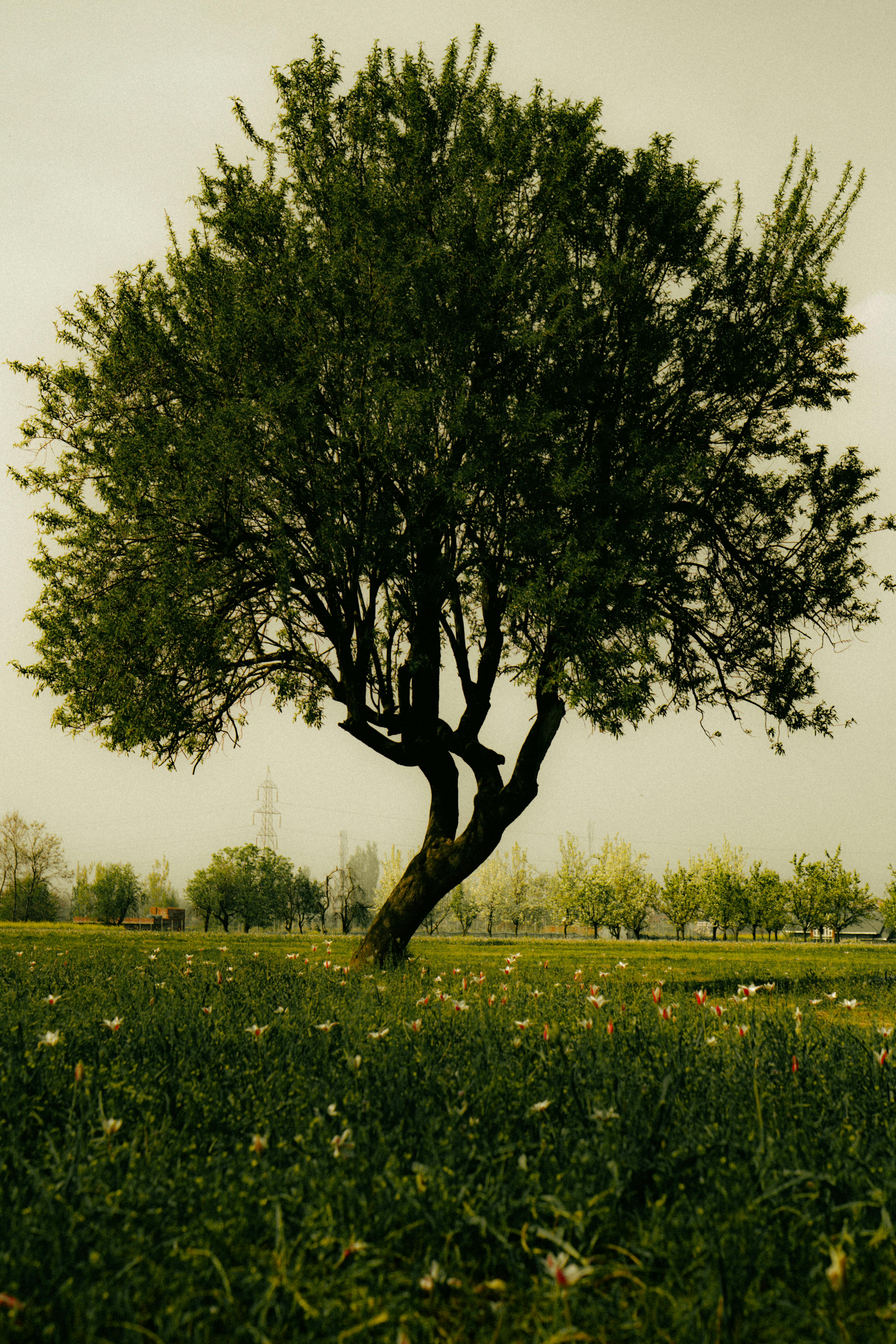 Unable to load image